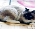 布偶猫成年之后最多能长多大？