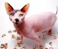 要怎样给猫咪挑选猫砂和猫厕所？