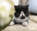 异国短毛猫一年能生几回？