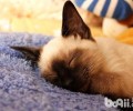 布偶猫会像暹罗相同变色吗？
