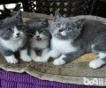 英国短毛猫三个月能够吃什么？