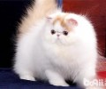 波斯猫的毛发稀疏怎么办？