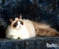 要点色的布偶猫比较稀缺吗？多少钱一只？