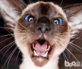 气候越冷为什么暹罗猫的脸越黑？