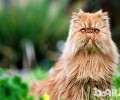 波斯猫要怎样养殖？日常护理？