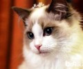 布偶猫的性情怎么样？布偶猫粘人吗？