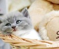 英国短毛猫发情期间能不能做绝育手术？