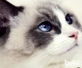 毛发欠好，布偶猫该吃什么改进？