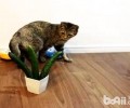 猫为什么怕黄瓜 猫真的怕黄瓜吗