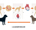 给小狗狗驱虫 有这个必要吗？怎样驱？