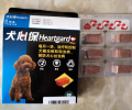 狗感染心丝虫有多可怕？心丝虫的常识你真要了解一下