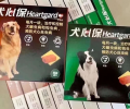 狗狗拉肚子怎么办？聪明的铲屎官这样做！