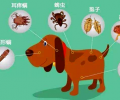 给小狗狗驱虫 你必定要知道这些！