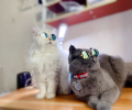 超具体驱虫攻略||看完猫怎样驱虫一望而知！