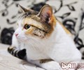 怎样才能让猫咪不吃甲由
