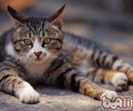 教猫被皮带栓着去漫步