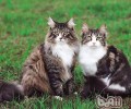怎么练习挪威森林猫在地上打滚
