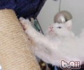 练习猫咪扒抓木柱的关键