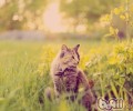 怎么让猫咪夜间不要活动