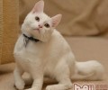 怎么让猫咪“招之即来”