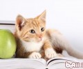 猫咪练习难度大的原因
