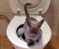 让猫咪也轻松学会蹲马桶