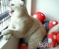 怎么阻挠猫咪用爪子抓墙面