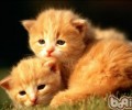 怎么让猫咪不再胆怯更有自傲