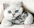 让猫咪不再惧怕交际的方法