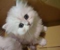 猫咪的各种动作表情介绍