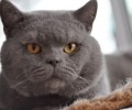 怎么让猫咪爱上养分膏