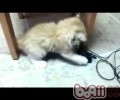 怎么阻止爱玩电线的猫咪