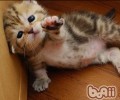 怎么避免猫咪突击其他小动物