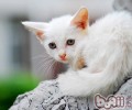 猫咪日子中的基础训练