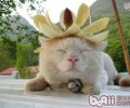 猫咪独爱的玩具