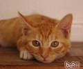 怎么与心爱的猫咪亲吻