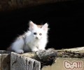 练习猫咪跳动钻圈的方法