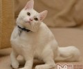 怎么让猫咪学会接食物