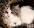 怎样让家中小猫咪不怕生人