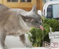 怎么改动猫咪喝脏水的习气