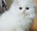 怎样让猫在固定地址睡觉
