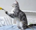 逗猫棒的制作方法和过程