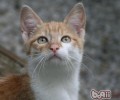 猫咪户外运动之游水练习