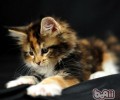主人怎么应对猫咪坏脾气