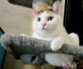 练习猫咪杰出上厕所的习气