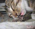 怎么练习猫不吃死老鼠