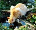 怎么阻止猫咪乱吃东西