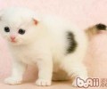 猫咪争吵前有什么预兆