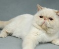 怎样培育宠物猫杰出的饮食习惯