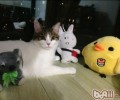 怎么培育你的猫咪成为交际高手